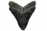 Serrated, Fossil Megalodon Tooth - South Carolina #306305-2